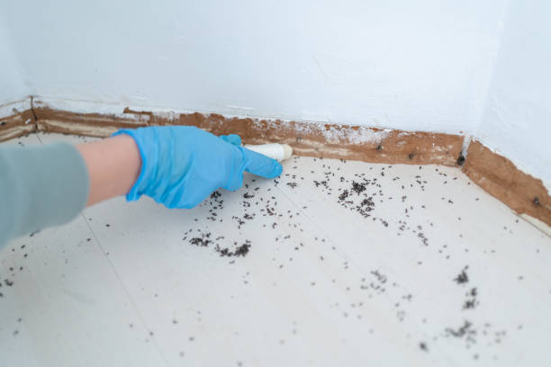 Professional Pest Control in Rushford, MN